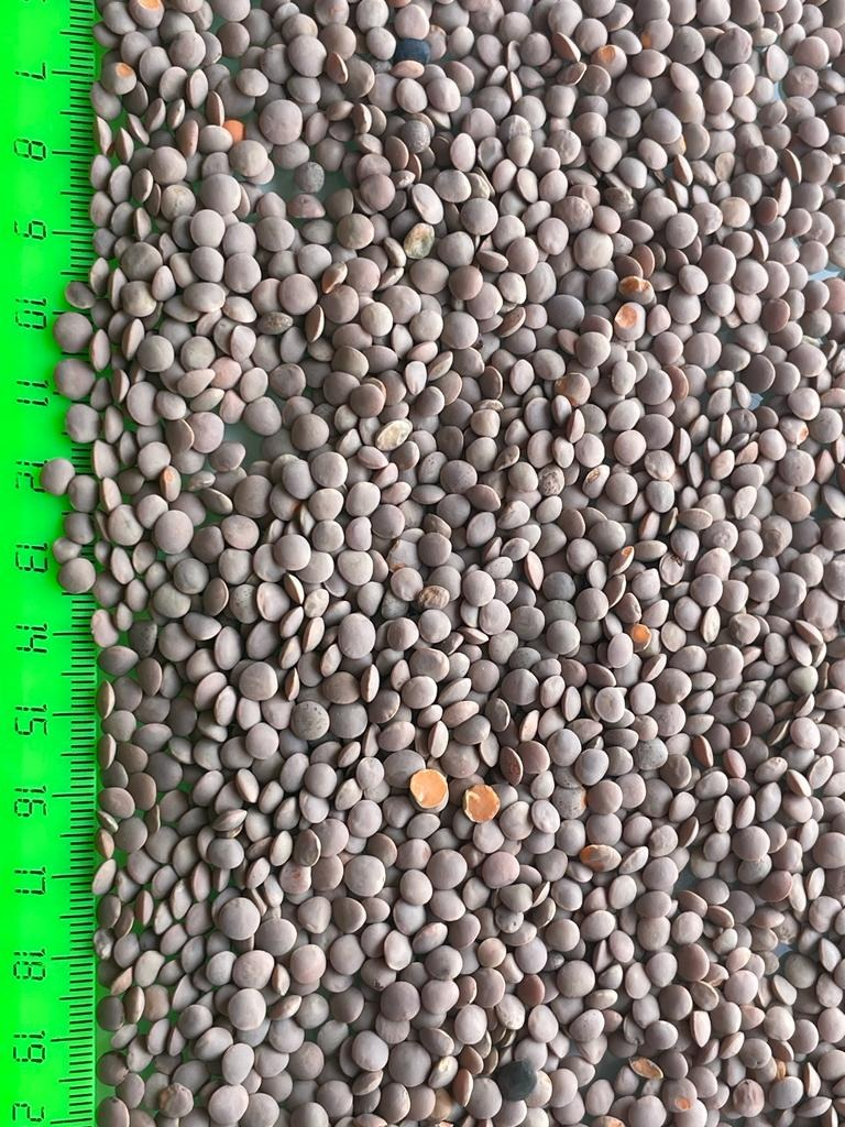 Pureza de CORTEX 99.5-99.9% PARA CADA PROPÓSITO