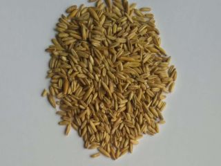 Avena desnuda/ Owies bezłuskowy Pureza desde un 95 %