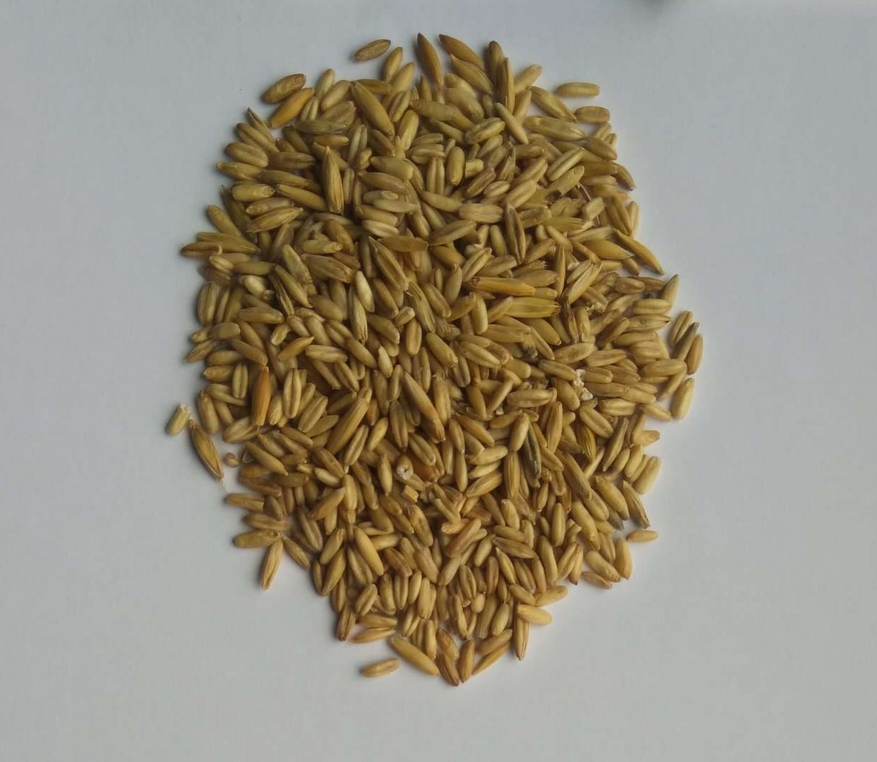 Avena desnuda/ Owies bezłuskowy Pureza desde un 95 % superior Envasado: Bolsas grandes, carga a granel o bolsas de 25 kg Origen: Polnad, UE