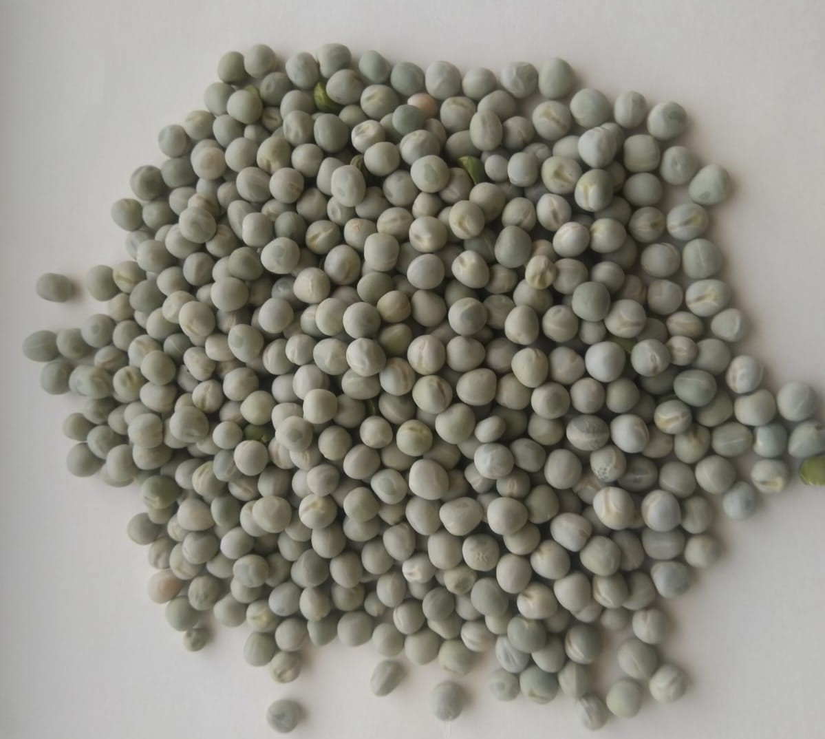 Groch zielony / Green Peas Se puede volver a limpiar para el consumo humano o para piensos