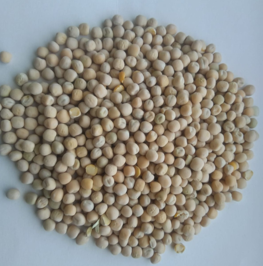Groch Żółty /Los guisantes amarillos se pueden volver a limpiar para el consumo humano o para piensos Pureza del 90 % al 99,5 % Empaque: Carga a granel, bolsas