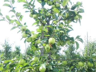 hola, vendo una manzana de verano Celeste, también se