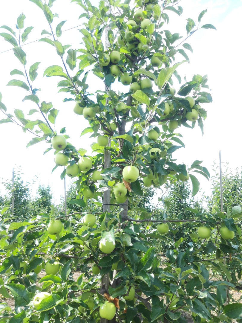 hola, vendo una manzana de verano Celeste, también se llama "Summer Golden" Se considera un estándar de sabor entre las manzanas, ¡extremadamente dulce!