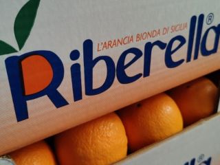 el g U. Arancia di Ribera se refiere exclusivamente