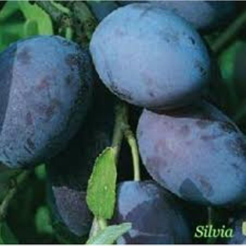 A la venta las variedades de ciruela AUGUST DELIGHT, BLUE MOON, GROSSA DI FELISIO y STANLEY