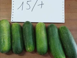 Venderé pepino molido en toneladas: 15+ 100€/t 12-15.180€/t 9-12