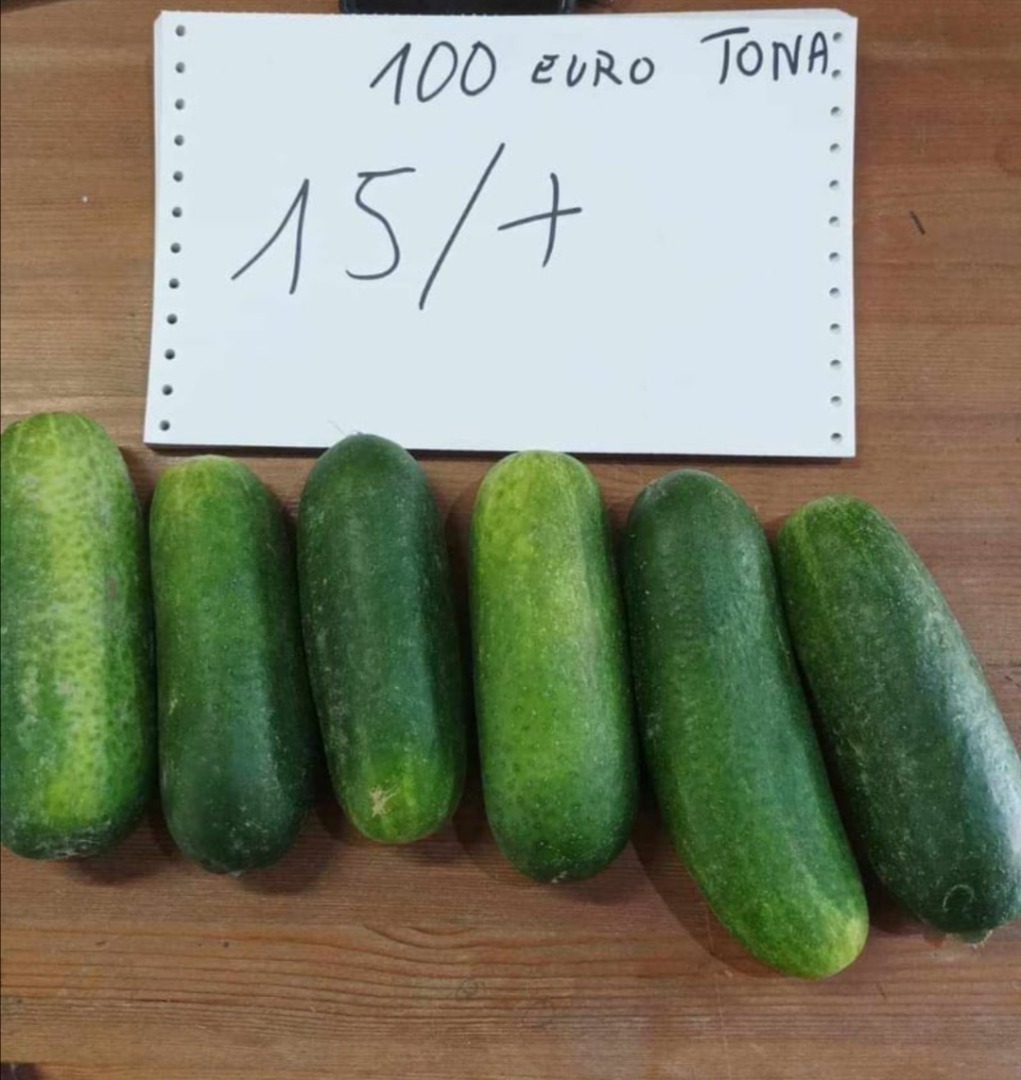 Venderé pepino molido en toneladas: 15+ 100€/t 12-15.180€/t 9-12 grueso 200€/t 9-12 menor 250€/t 6-9 650€/t Contacto: darek.austria@interia .pl