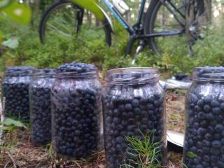 Cosecha fresca de arándanos del bosque en paquetes de