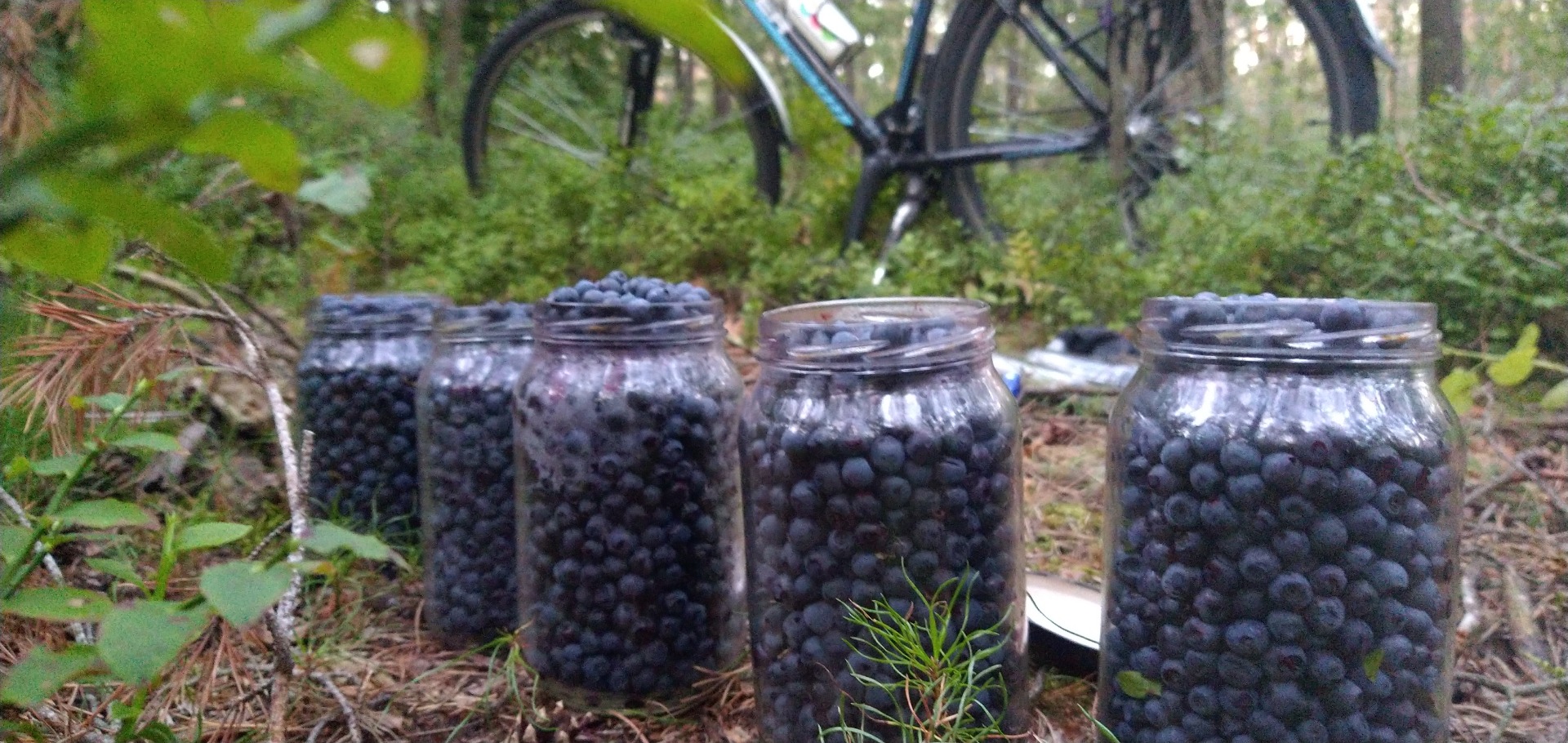 Cosecha fresca de arándanos del bosque en paquetes de medio litro 28 piezas 14 litros 10 PLN por una caja de bayas limpias, después del acuerdo las entregaré