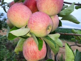 Venderé una manzana Piros recién cortada. Precio negociado. Número