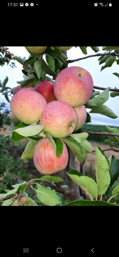 Venderé una manzana Piros recién cortada