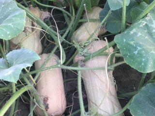 Matilda f1 plantando calabazas a la venta