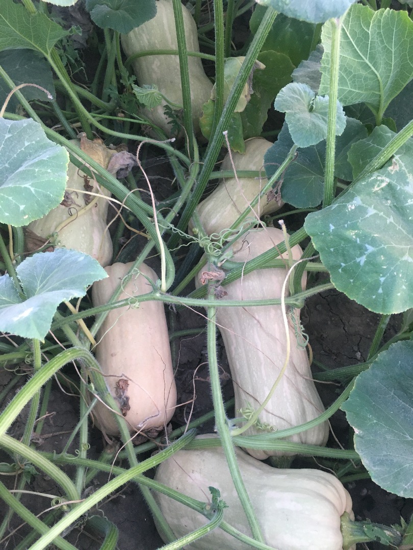 Matilda f1 plantando calabazas a la venta