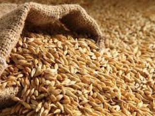 Somos los mejores proveedores de productos agrícolas de calidad,