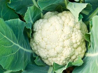 Somos mayoristas de Giessen/Alemania y buscamos coliflor u otras