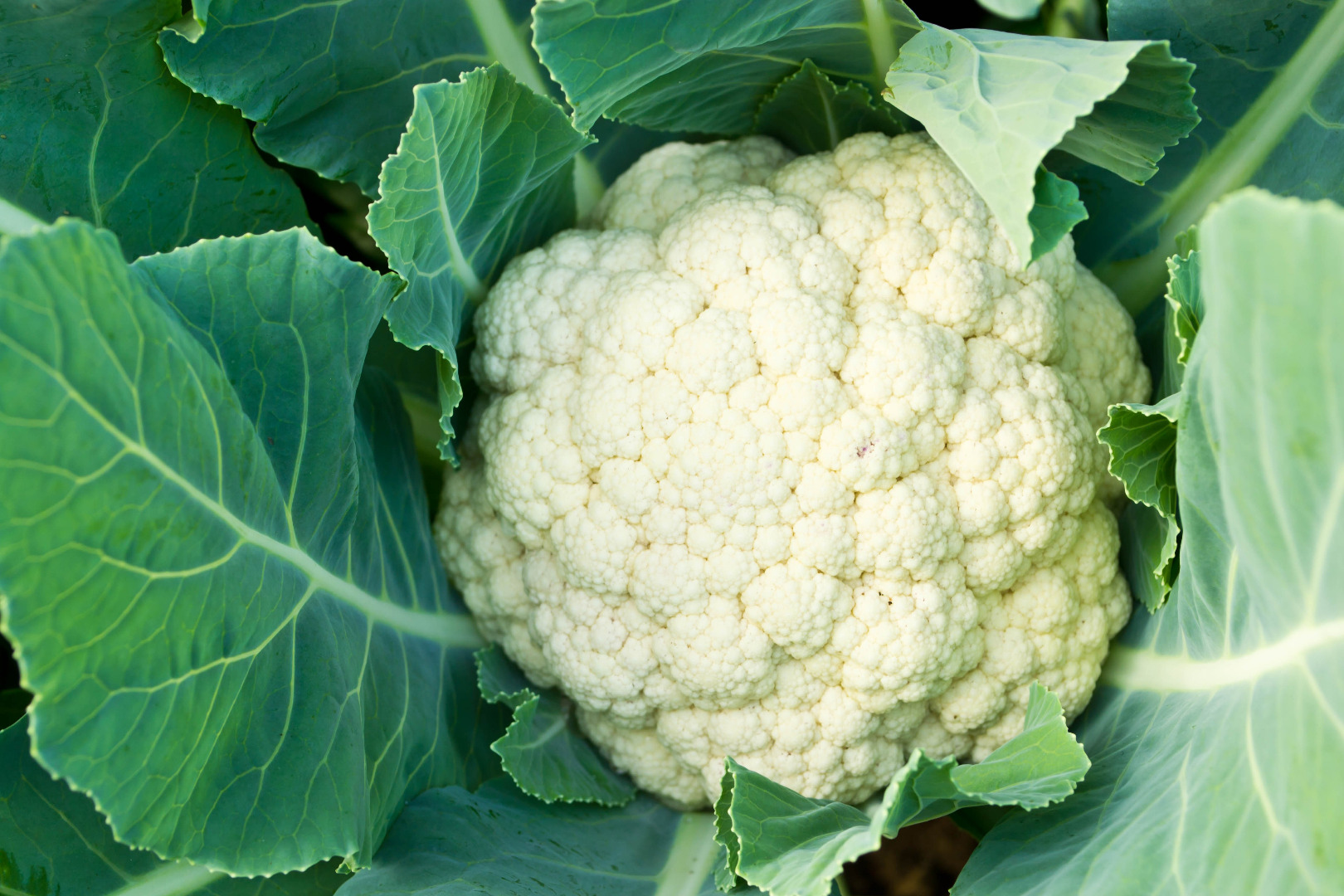 Somos mayoristas de Giessen/Alemania y buscamos coliflor u otras verduras
