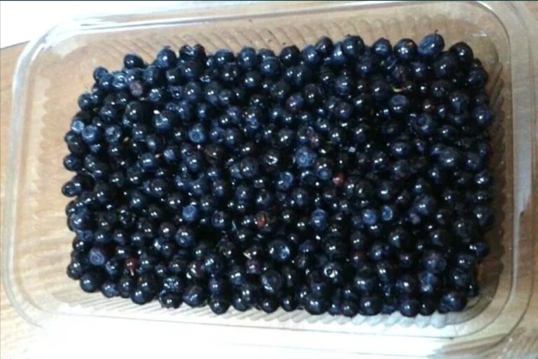 Vendo arándanos silvestres, recién cogidos de la sierra, limpieza diaria, detalles en y
