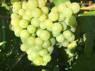 Vendo uvas de mesa Chasselas y uvas de vino