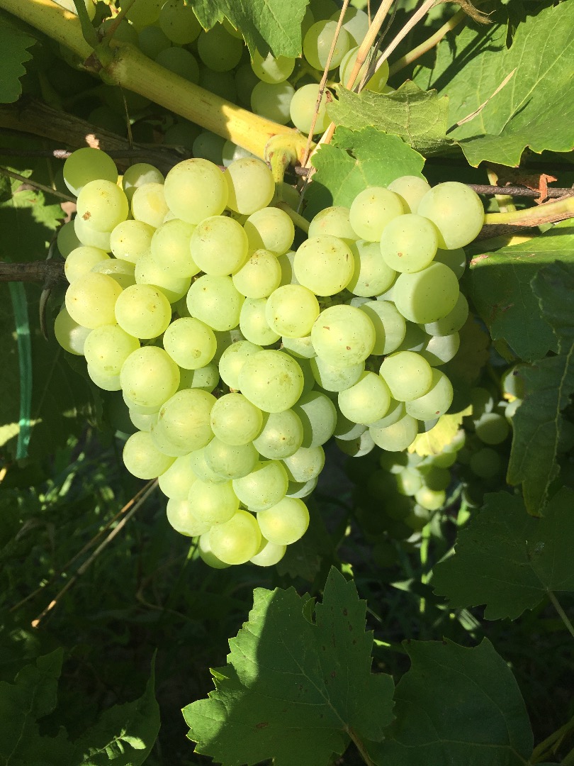 Vendo uvas de mesa Chasselas y uvas de vino Fetească, Galbena de Odobesti, Aligote, Merlot