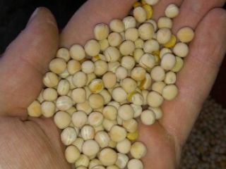 Vendo guisantes de patrocinio, unas 5 toneladas Cosecha 2022,
