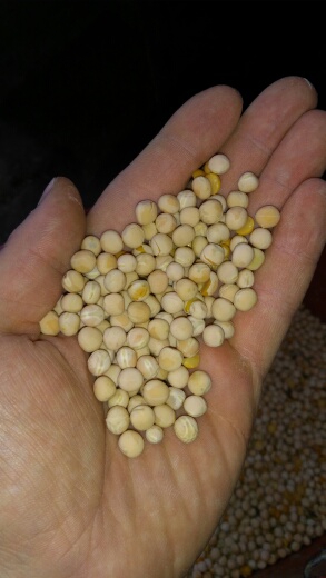 Vendo guisantes de patrocinio, unas 5 toneladas Cosecha 2022, grano limpio y seco