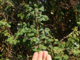 Vendo moras silvestres orgánicas recogidas a mano una a