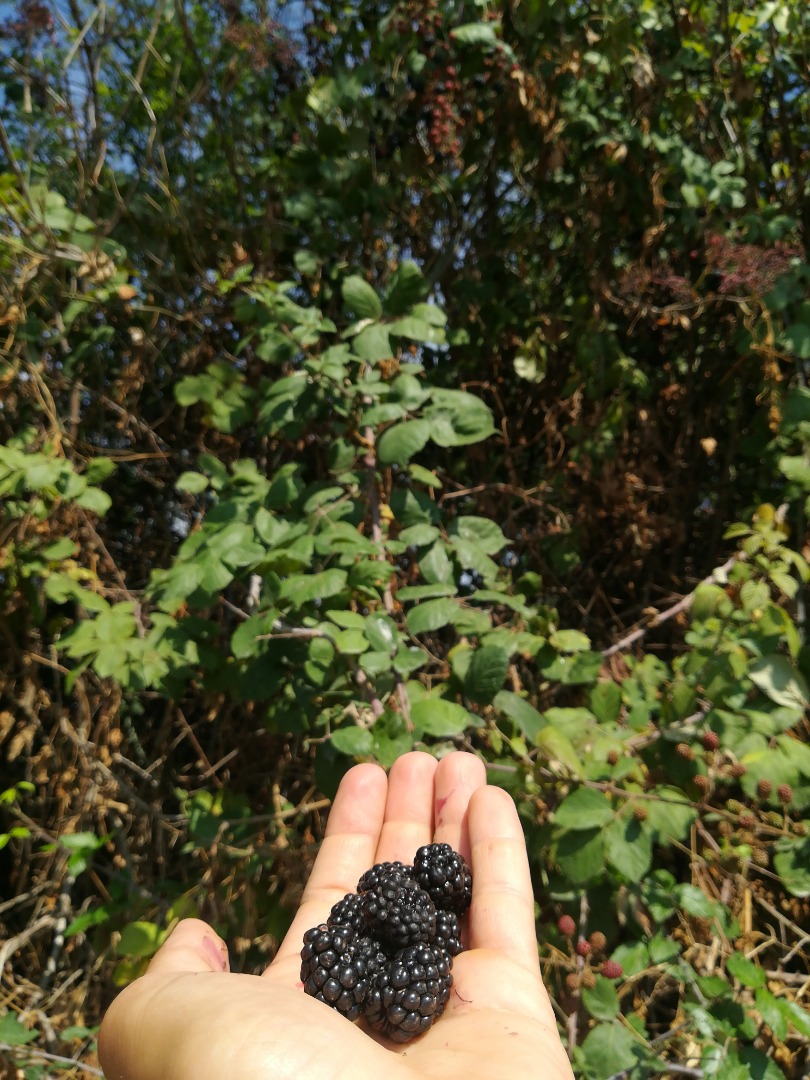 Vendo moras silvestres orgánicas recogidas a mano una a una de la planta