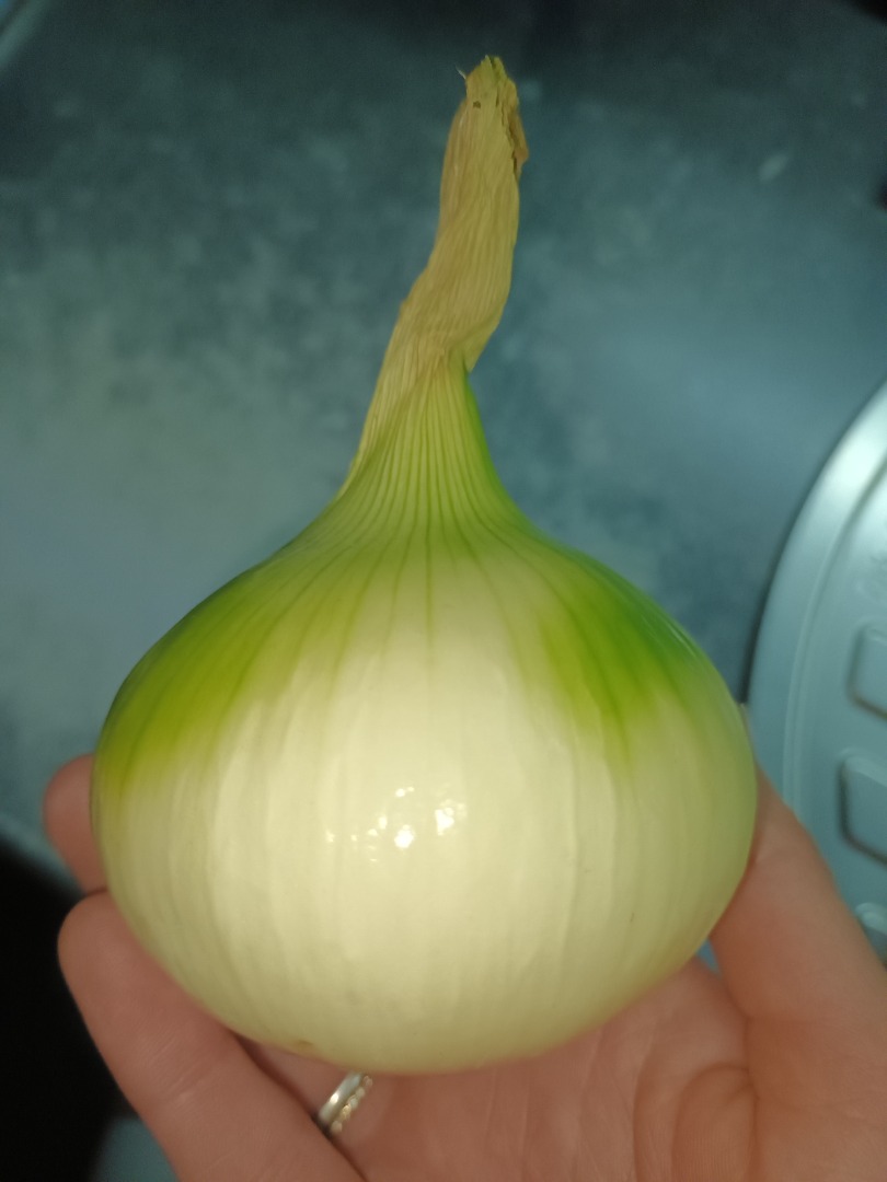 Vendo cebolla amarilla grande, despues de pelar se ve como en la foto