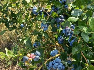 Hola, vendo fruta de arándano. Variedades Chandler, Duke, Bluecrop.