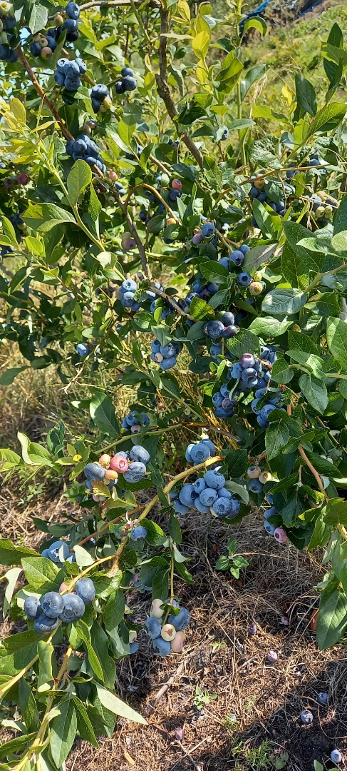 Hola, vendo fruta de arándano