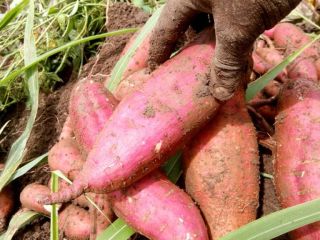 Complete Farmer ofrece batatas frescas de alta calidad provenientes