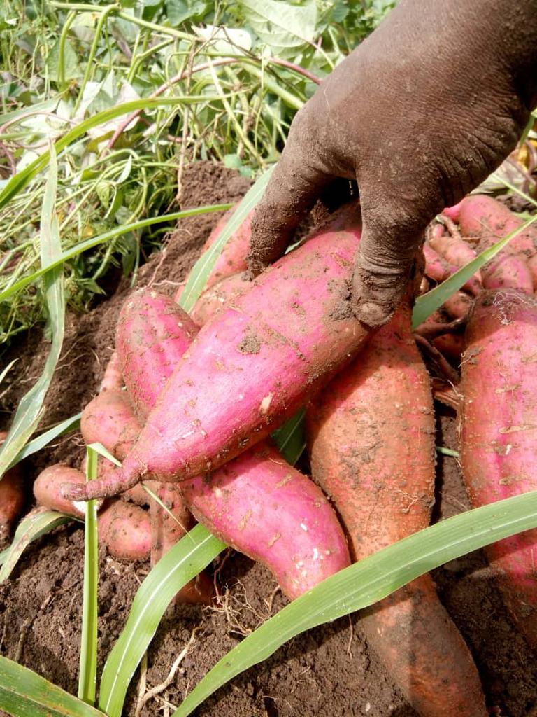 Complete Farmer ofrece batatas frescas de alta calidad provenientes de Ghana