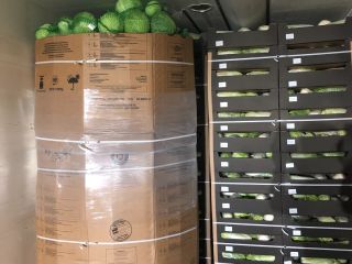 Ofertamos repollo calibre 1,5-3,5 kg. Tamaño típico del mercado.