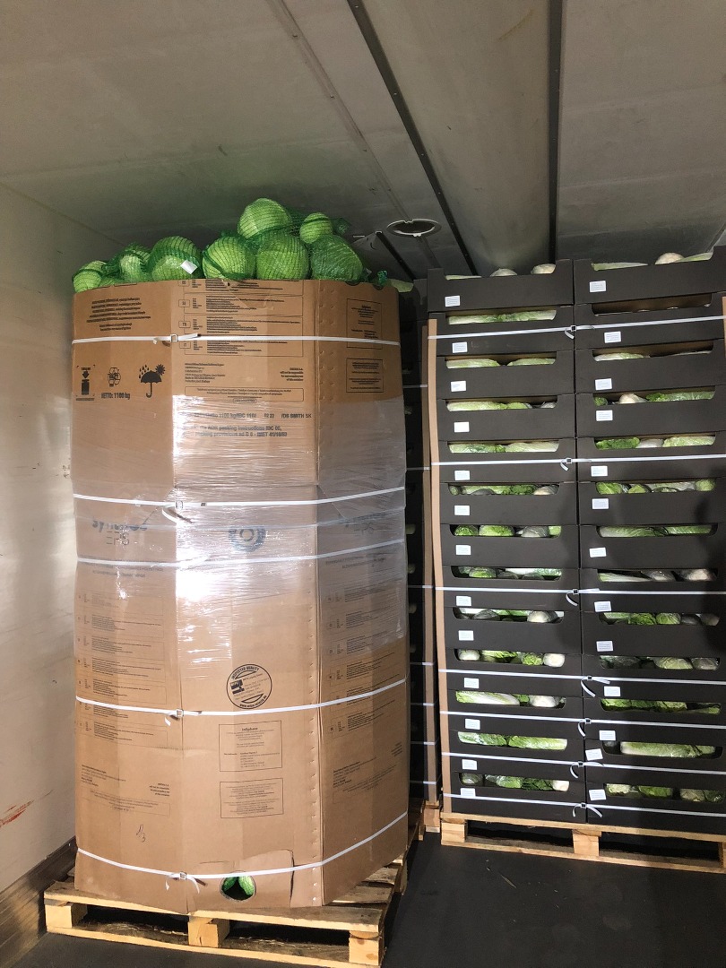 Ofertamos repollo calibre 1,5-3,5 kg