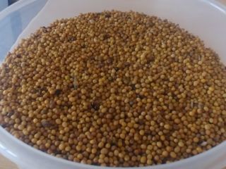 Mostaza amarilla, limpia, seca, buena germinación cosecha 2021