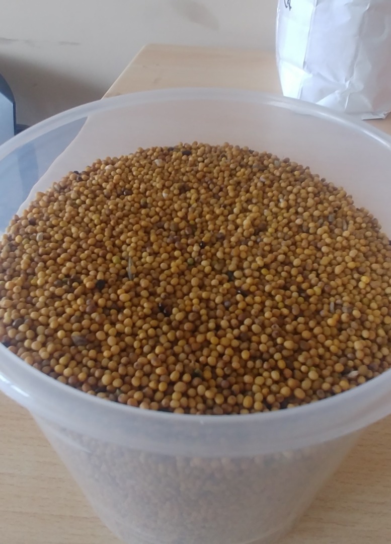 Mostaza amarilla, limpia, seca, buena germinación cosecha 2021