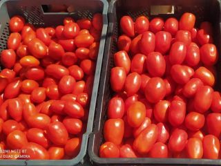 Vendo sabrosos tomates limeños