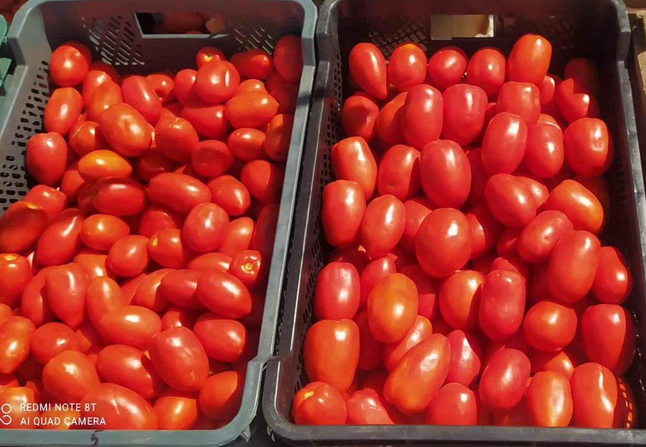 Vendo sabrosos tomates limeños