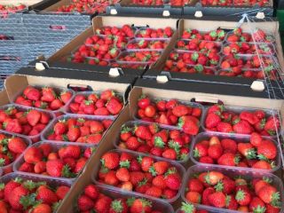 Se venden cantidades al por mayor de fresas de