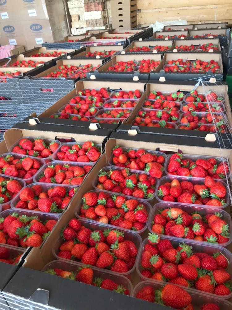 Se venden cantidades al por mayor de fresas de postre San Andreas