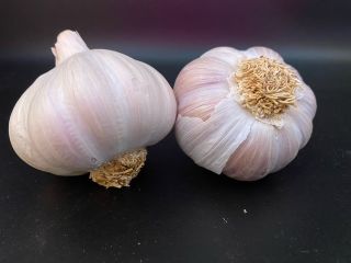 Ajo ecológico de crianza propia Todavía 500kg en stock