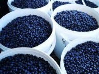 Arándanos silvestres traídos de la pequeña montaña recogidos orgánicamente