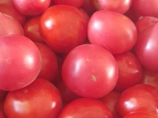 Venderé tomates molidos, precio 4 PLN por kg. Solo