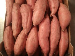 Batata Egipcia del Grupo HNTS. Tallas: M, L1, L2,