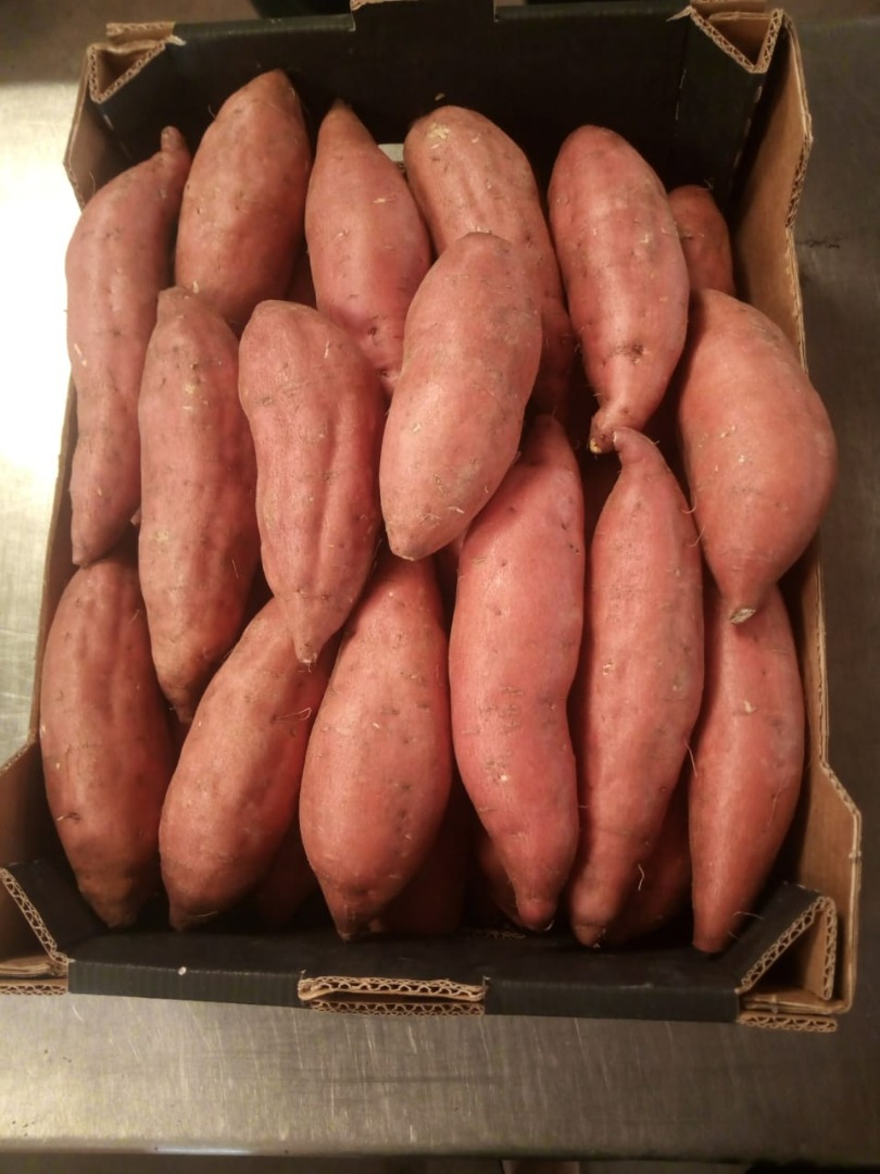 Batata Egipcia del Grupo HNTS