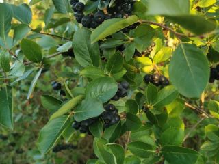 Hola. Venderé fruta fresca de chokeberry. La plantación se