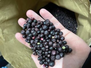 Arándano, clase B, 25 kg cada uno, precio 3,35