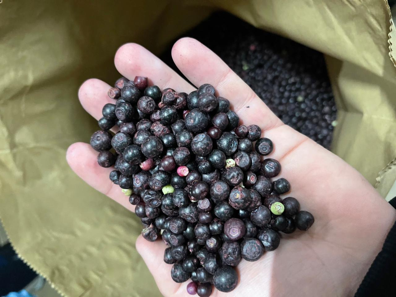 Arándano, clase B, 25 kg cada uno, precio 3,35 €