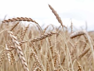Venderé unas 6 toneladas de trigo espelta variedad Witras