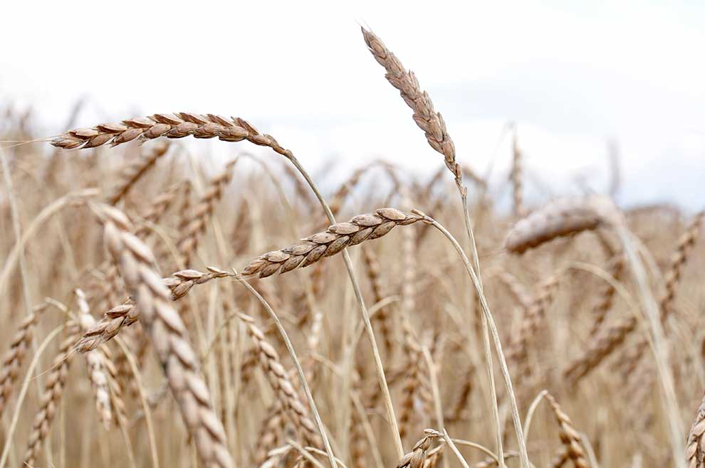 Venderé unas 6 toneladas de trigo espelta variedad Witras (sin pelar) Certificado